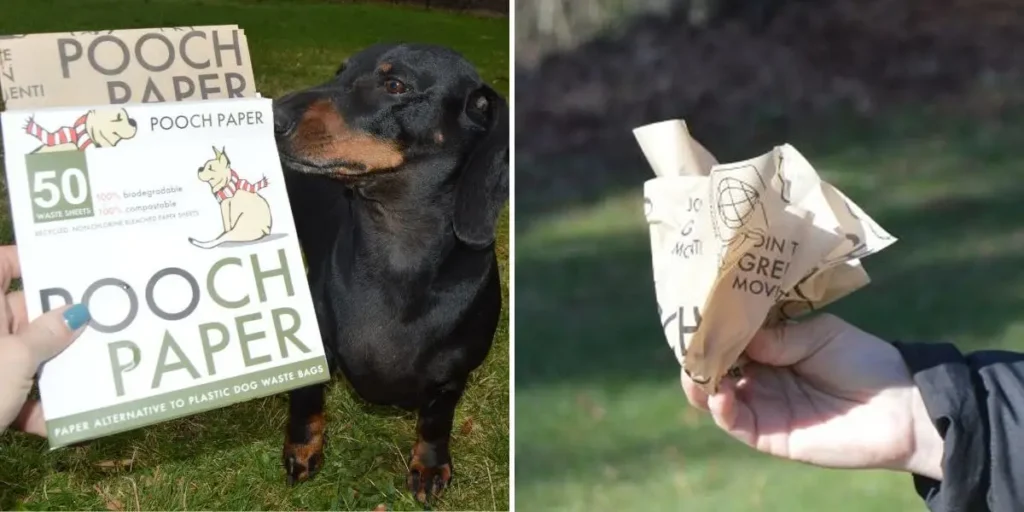 Pooch paper net worth 2024 forbes, Shark tank update